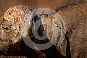 Yellow-billed oxpecker, Buphagus africanus, in brown fur of big buffalo. Bird behaviour in savannah, Kruger National Park, South