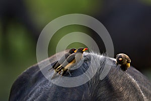 Yellow-billed oxpecker, Buphagus africanus, in brown fur of big buffalo. Bird behaviour in savannah, Okavango delta, Botswana.