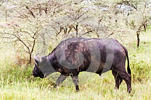 Cape buffalo and Yellow-billed oxpecker in Serengeti National Park, Tanzania