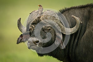 Yellow-billed oxpecker on horns of Cape buffalo