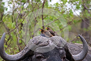 Yellow Billed Oxpeckers having a ride