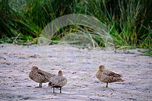 Yellow billed Pintail Anas georgica