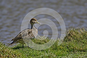 Yellow-billed Pintail Anas georgica