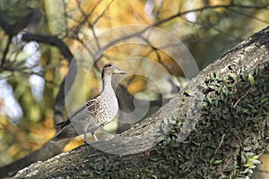 Yellow-billed Pintail, Anas georgica, perched in a tree