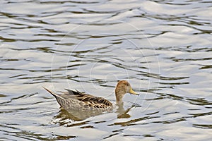 Yellow-billed Pintail, Anas georgica, swimming on lake