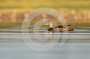 A yellow billed pintail in the water