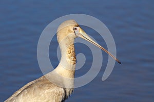 Yellow-billed Spoonbill