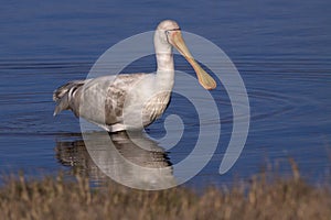 Yellow-billed Spoonbill