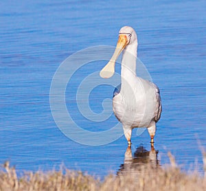 Yellow-Billed Spoonbill