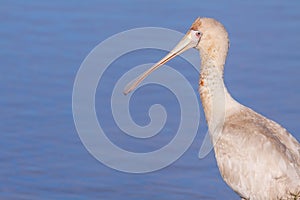 Yellow-Billed Spoonbill