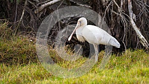 Yellow-Billed Spoonbill