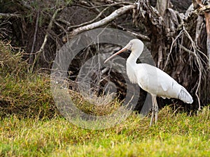 Yellow-Billed Spoonbill