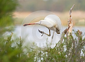 Yellow-Billed Spoonbill