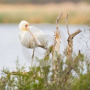 Yellow-Billed Spoonbill