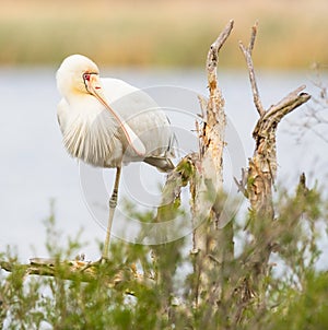 Yellow-Billed Spoonbill on a Paperbark Tree