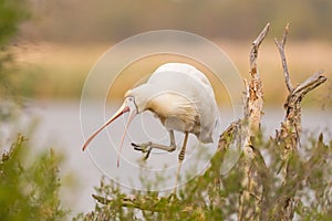 Yellow-Billed Spoonbill on a Paperbark Tree