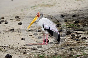 Yellow billed stock squatting on its hind legs