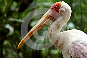 Yellow billed stork