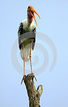 Yellow billed stork