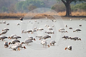 Yellow-billed Stork