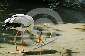 Yellow-billed Stork