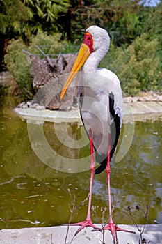 Yellow-billed stork