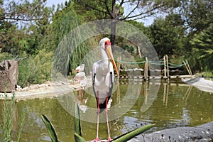 Yellow-billed stork.