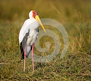 Yellow-billed Stork