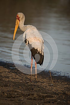 Yellow Billed Stork