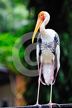 Yellow billed Stork 5