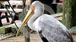 Yellow-billed stork