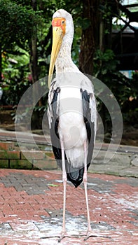 Yellow-billed stork