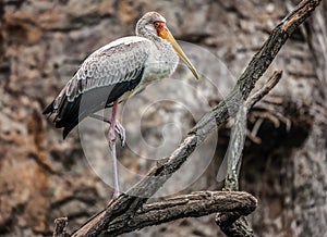 Yellow billed Stork