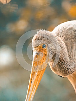 The yellow-billed stork african bird - ibis nesyt in golden hour