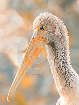 The yellow-billed stork african bird - ibis nesyt in golden hour