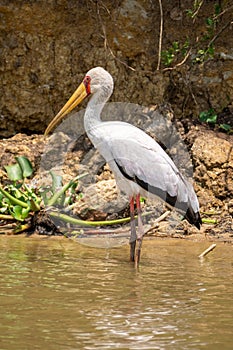 Yellow-billed Stork bird wades in the Kazinga Channel in Uganda Africa