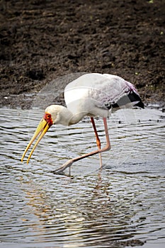 Yellow-billed Stork, in Botswana, Africa