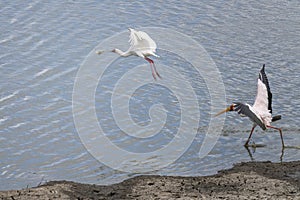 Yellow Billed Stork chasing Africa Spoon bill bird that grabbed a fish on lake shore at Kruger park, number four, South Africa