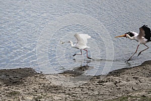 Yellow Billed Stork chasing Africa Spoon bill bird that grabbed a fish on lake shore at Kruger park, number one, South Africa