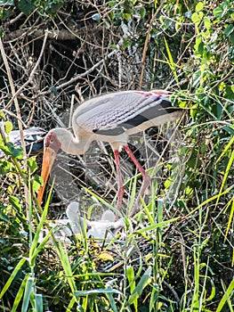 Yellow Billed Stork with Chicks