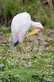 Yellow-billed Stork cleaning its feathers