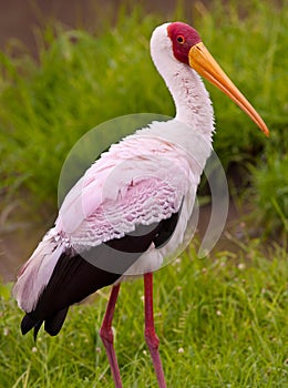 Yellow Billed Stork