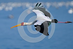Yellow-Billed Stork coming into land