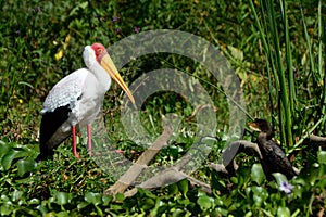 Yellow-billed stork and a cormorant, Lake Naivasha, Kenya