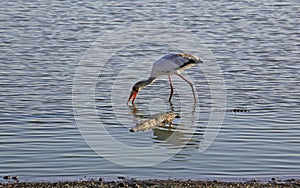 Yellow-billed Stork and Crocodile, Selous Game Reserve, Tanzania