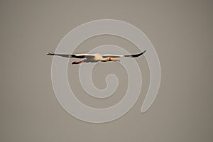 Yellow billed stork flying