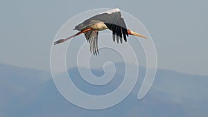 Yellow-billed stork