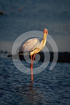 Yellow-billed stork in golden light in shallows