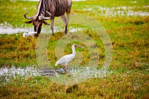 Yellow-billed stork Ibis and wild beast animal