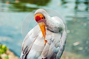 Yellow billed stork - a large wading bird - in Kuala Lumpur Bird Park, Malaysia